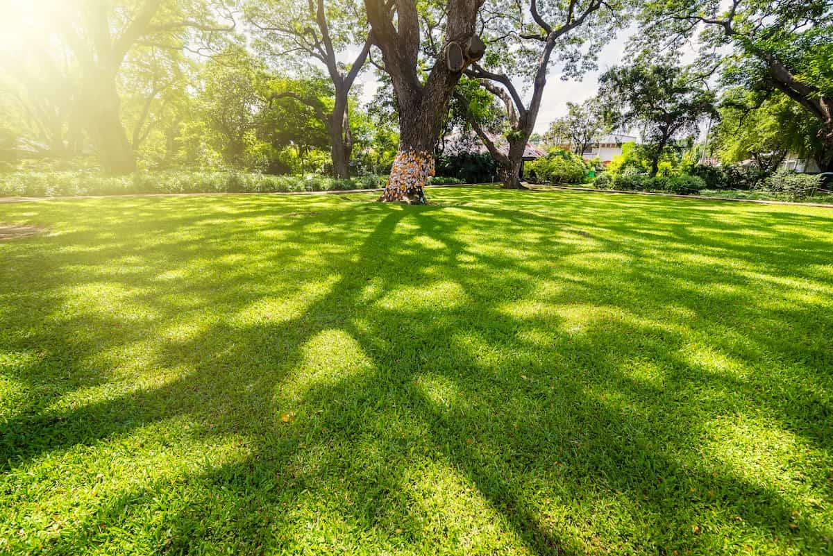 How Elevated Tree Canopies Improve Lawn Growth